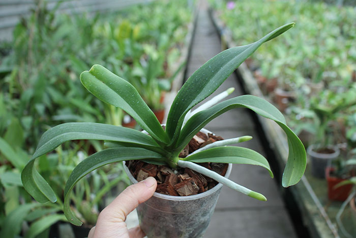 (Sedirea japonica-Vandopsis parishii) x Rhynchostylis gigiantea.jpg