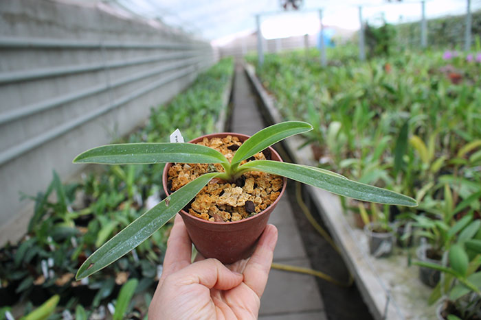 Paphiopedilum henryanum.jpg