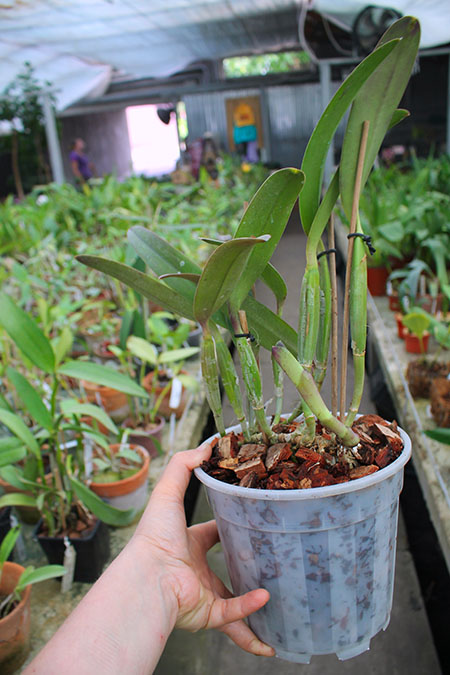Cattleya lueddemanniana escura x Cattleya lueddemanniana 'America'.jpg