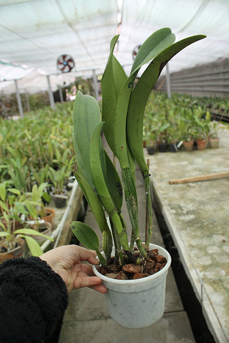 Brassolaeliocattleya Chia Lin 'New City' (Oconee x Maitland).jpg