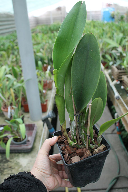 Rhyncholaeliocattleya Village Chief Rose.jpg