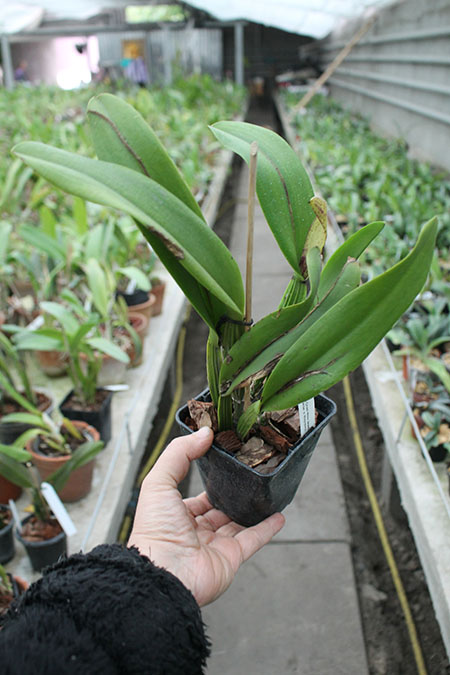 Laeliocattleya Chan Hsiu Jewel 'San Mei'.jpg