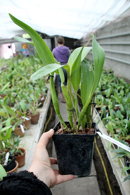 Laeliocattleya Sierra Skies 'Leone'.jpg
