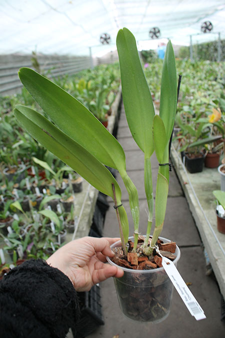 Rhynchosophrocattleya Mormilani Jewel 'Chunfong'.jpg