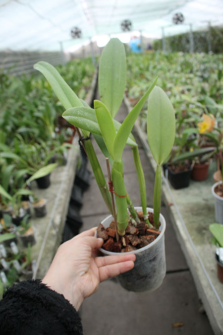 Brassocattleya Chief Pink 'Diana'.jpg