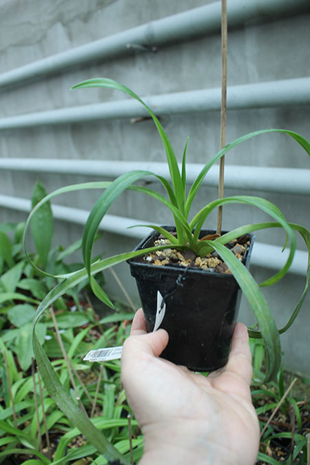 Phragmipedium Memoria Garren Weaver.jpg