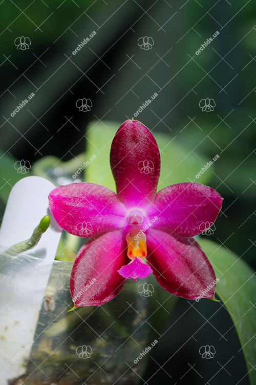 Phalaenopsis Joey x Samera indigo.jpg