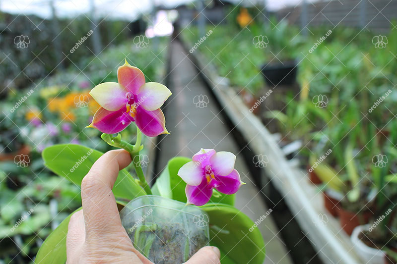 Phalaenopsis Ld's Bear King x Samera.jpg