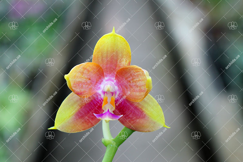 Phalaenopsis LD's Bear King 'YK-14' x Miro Super Star.jpg