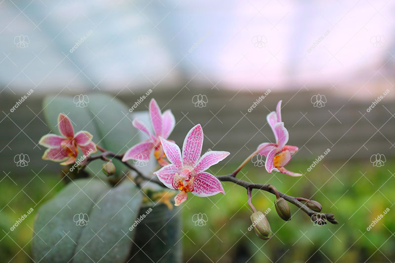 Phalaenopsis schilleriana x finleyi.jpg