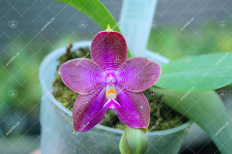 Phalaenopsis Zheng Min Tyrannosaurus x Ld's Bear Queen.jpg