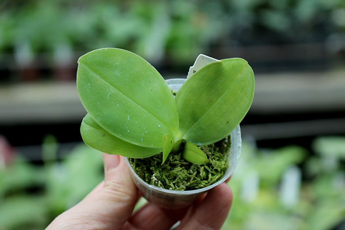 Phalaenopsis violacea indigo (Joseph Wu).jpg