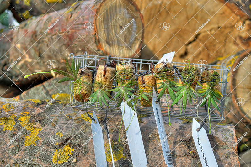 Macroclinium manabinum.jpg