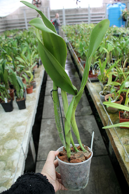 Brassolaeliocattleya Young Kong 'Sun No16'.jpg