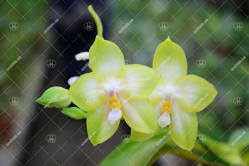 Phalaenopsis violacea alba 'Yin#2' x amboinensis semi-alba 'Yin#1'.jpg