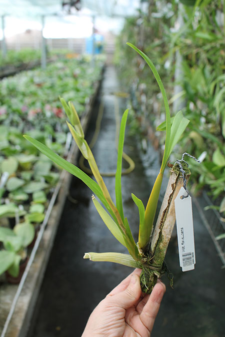 Miltonia flavescens.jpg