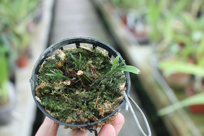 Houlletia tigrina.jpg