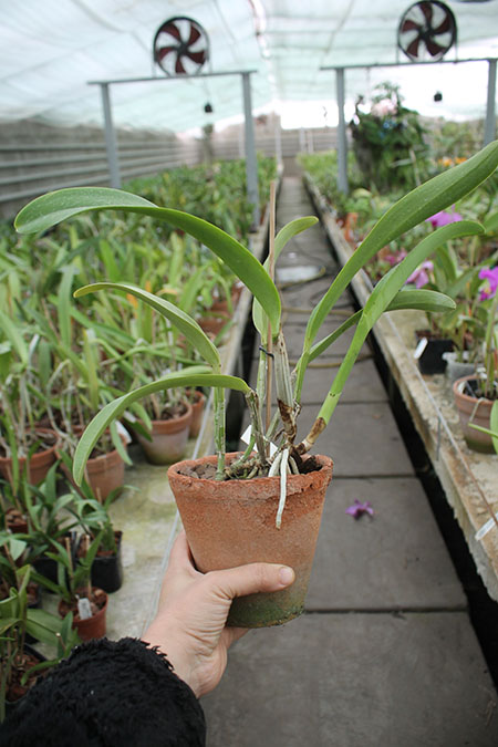 Laeliocattleya Mona Pink 'Hiromi'.jpg