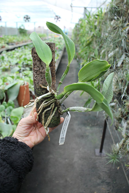 Laeliocattleya Aloha Case 'Ching Hua'.jpg