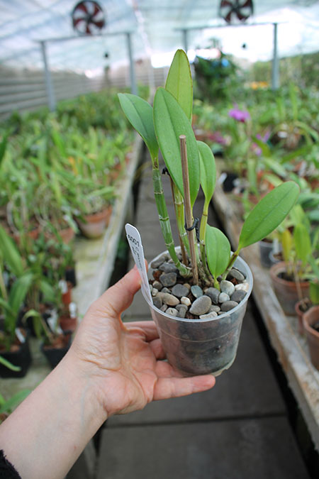 Cattleya leopoldii coerulea 'Kathleen'.jpg