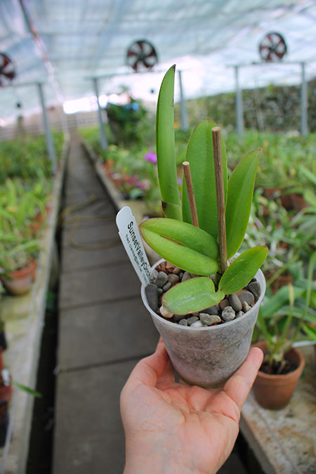 Laeliocattleya Tokyo Magic 'Hihimanu' x Cattleya lueddemanniana 'Arthur Chadwick'.jpg