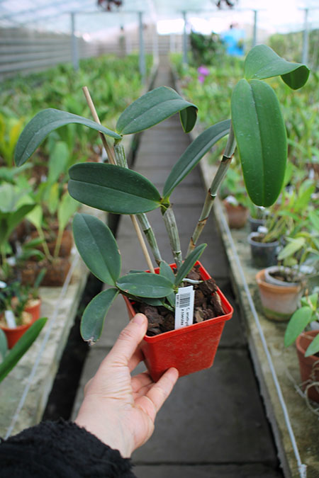 Cattleya amethystoglossa albescens x coerulea.jpg