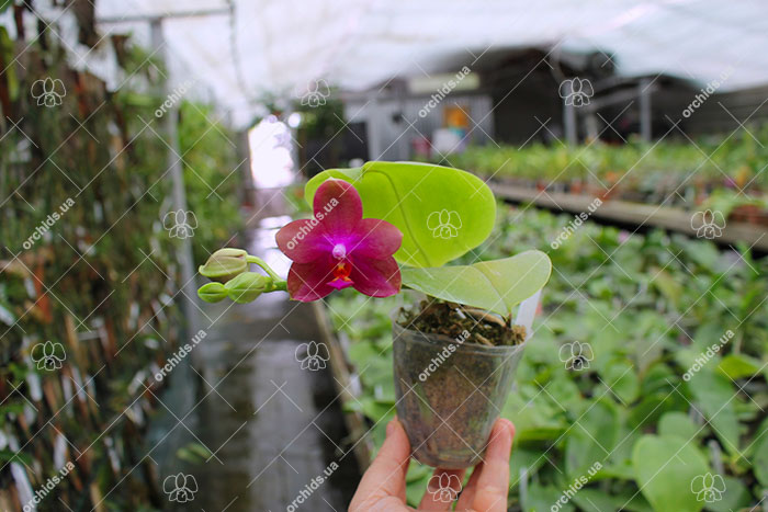 Phalaenopsis Mituo Sun Queen 'Lotus'.jpg