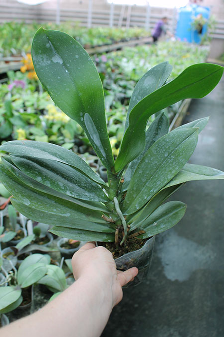 Phalaenopsis stuartiana x Brother Stages.jpg