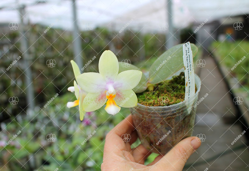 Phalaenopsis Joy Jewel Box (Joy Spring Venus x Buena Jewel).jpg