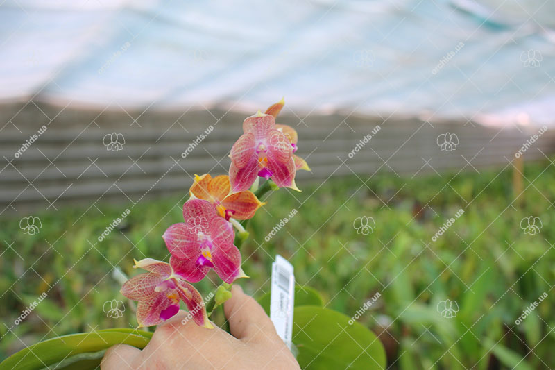Phalaenopsis javanica x Ld's Bear Queen.jpg