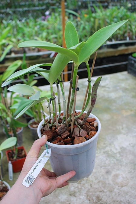 Cattleya Hsinying Cognac 'Thai Spots'.jpg