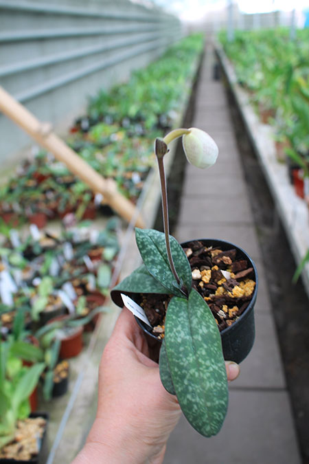 Paphiopedilum niveum.jpg