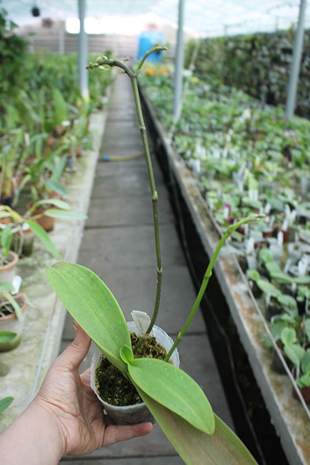 Phalaenopsis equestris (orange lip).jpg