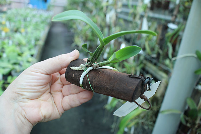 Cattleya nobilior amalie.jpg