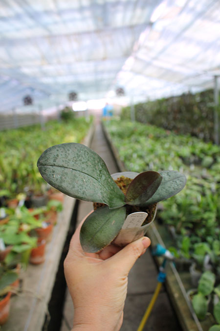 Phalaenopsis (schilleriana 'M608' x sanderiana 'Big Pink').jpg