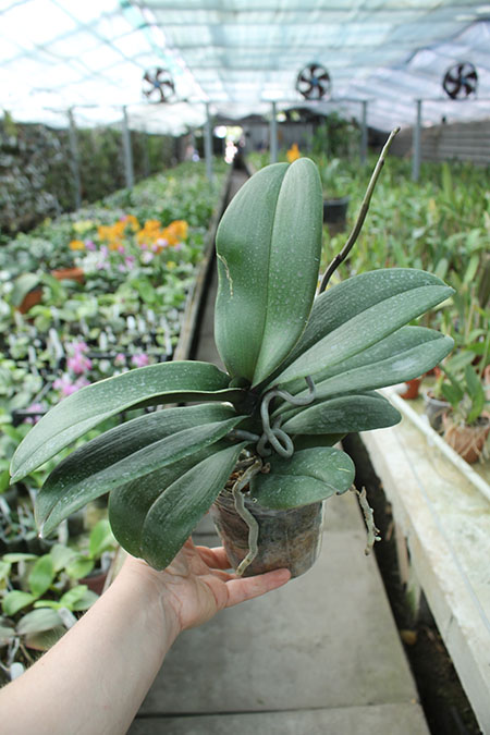 Phalaenopsis Leopard Prince.jpg