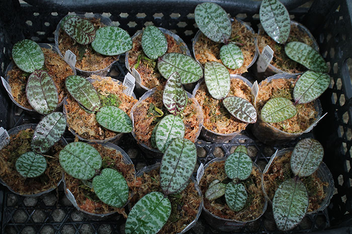 Phalaenopsis (schilleriana x phillipenesis) 'Joseph Wu'.jpg