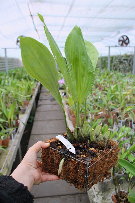 Stanhopea florida.jpg