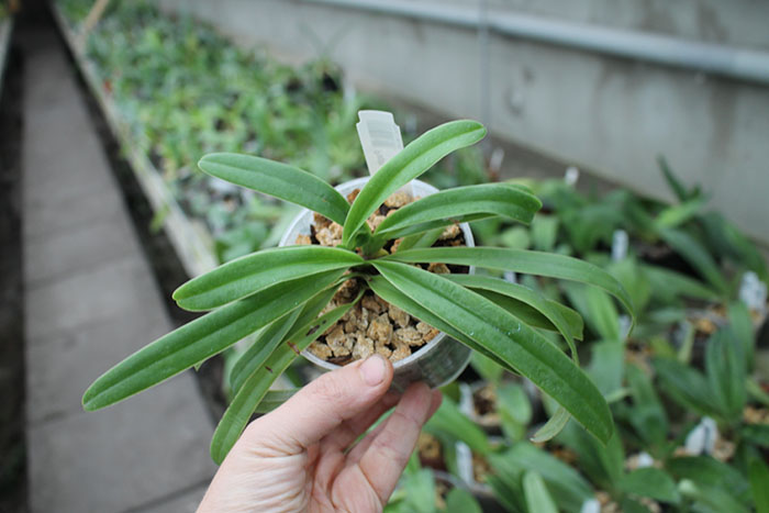 Paphiopedilum helenae.jpg