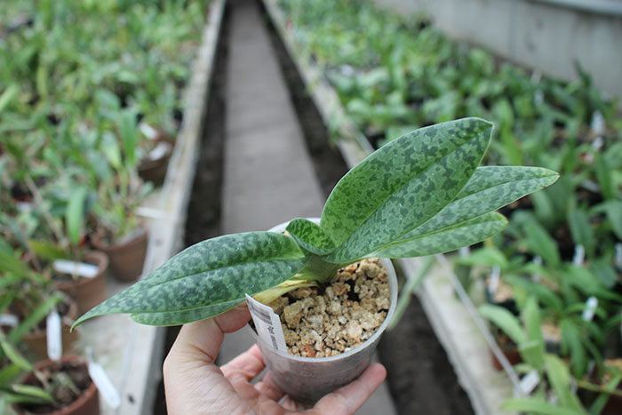 Paphiopedilum venustum alba.jpg