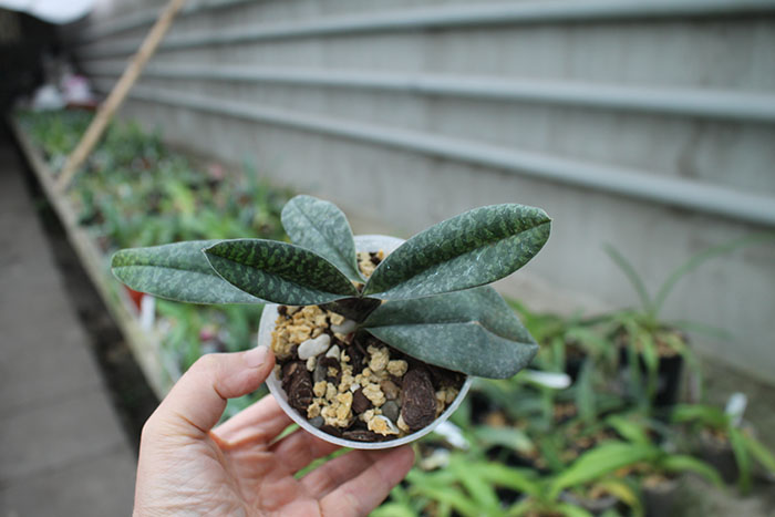 Paphiopedilum venustum.jpg