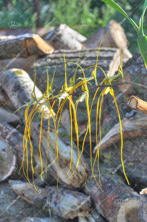 Brassia caudata.jpg