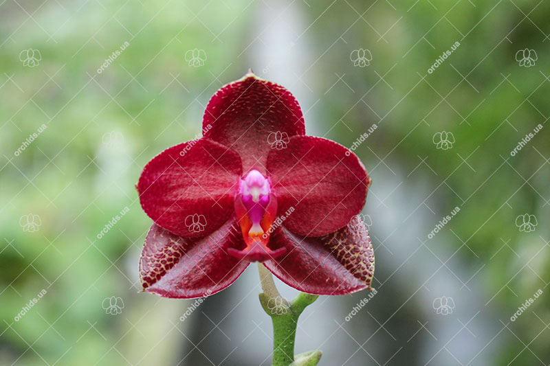 Phalaenopsis Mituo Sun 'Mituo #1' x Ld's Bear King 'YK-10'.jpg