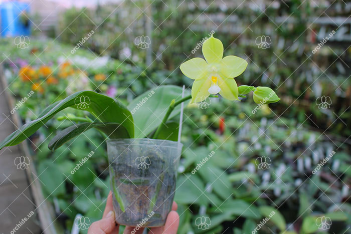Phalaenopsis Johns Penang Imp x Princess Kaiulani 'flava'.jpg