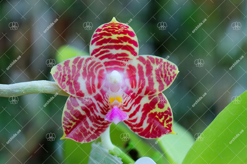 Phalaenopsis Yaphon Nicegirl x Zheng Min Tyrannosaurus.jpg