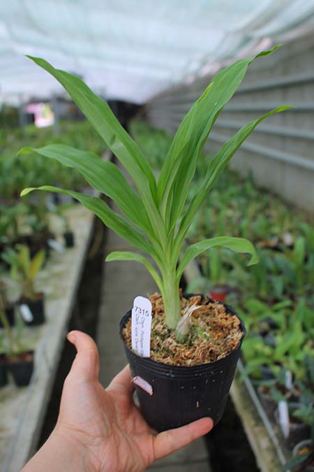 Catasetum Portagee Star 'Brian Lawson's Sunrise' x Catasetum lucis 'Dana's Bird of Paradise'.jpg