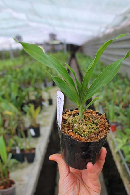 Catasetum tenebrosum 'Ed#2' x Catasetum Double Down 'BPYL'.jpg