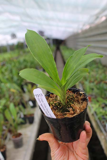 Catasetum Frilly Doris 'SVO II' x Catasetum tigrinum 'SVO'.jpg