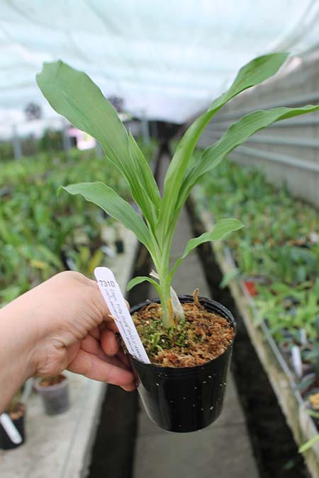 Catasetum Frilly Doris 'SVO II' x Catasetum saccatum 'Brooklyn Botanical Garden'.jpg
