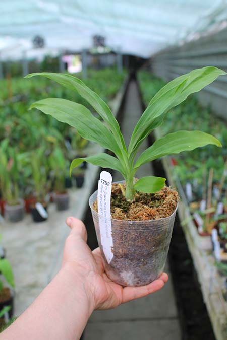 Clowesia Grace Dunn 'Live Oak' x Catasetum tigrinum 'SVO'.jpg